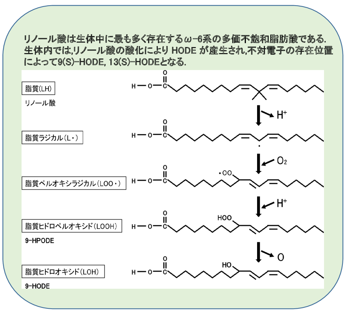 リノール酸は生体中に最も多く存在するω-6系の多価不飽和脂肪酸である.
                生体内では,リノール酸の酸化により HODE が産生され,不対電子の存在位置
                によって9(S)-HODE, 13(S)-HODEとなる.