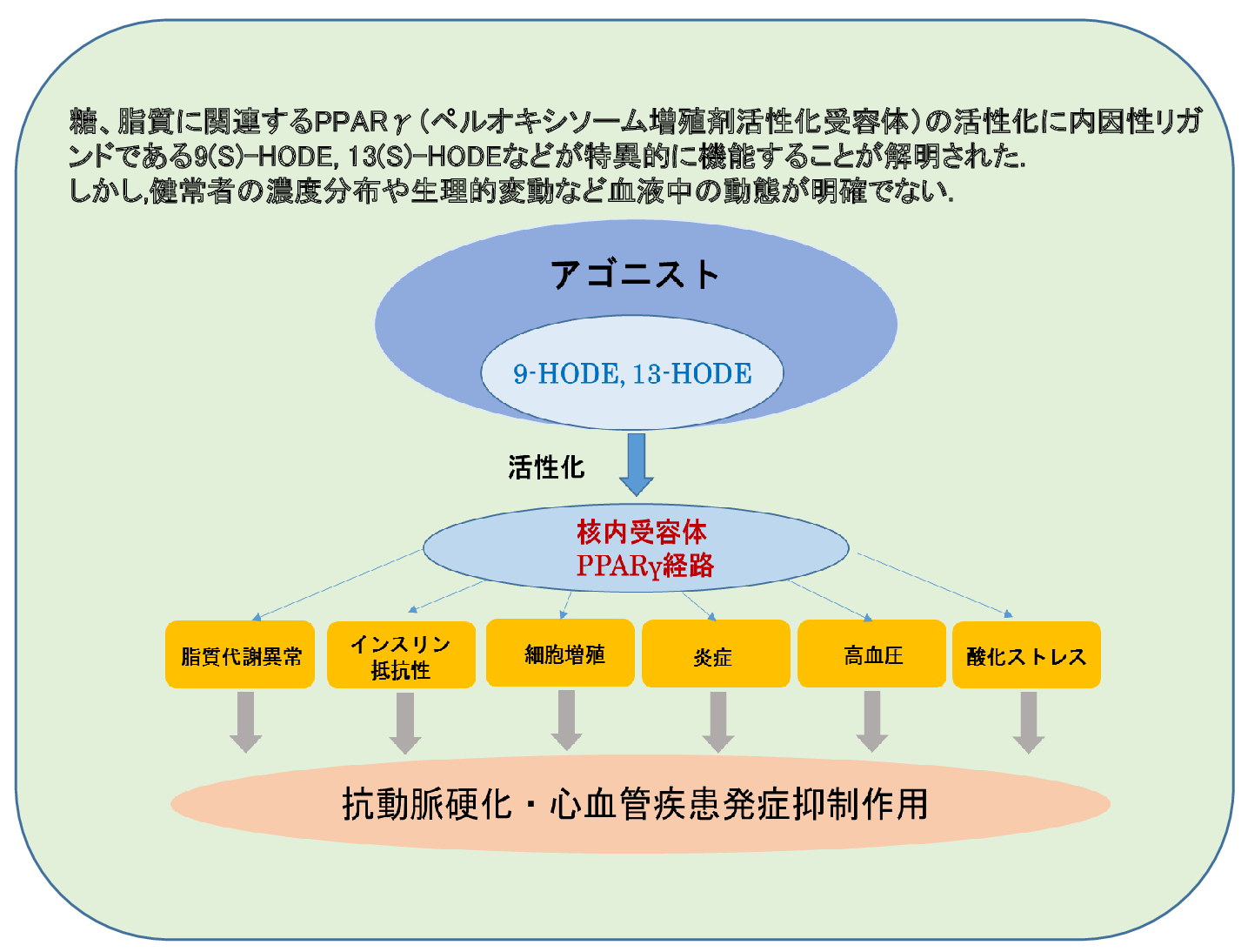 糖、脂質に関連するPPARγ（ペルオキシソーム増殖剤活性化受容体）の活性化に内因性リガンドである9(S)-HODE, 13(S)-HODEなどが特異的に機能することが解明された.
                しかし,健常者の濃度分布や生理的変動など血液中の動態が明確でない. 