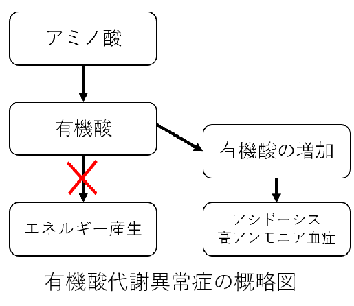 有機酸代謝異常症の概略図